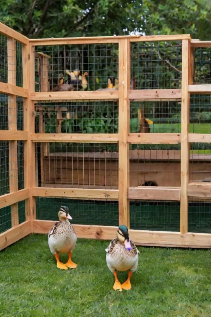 DIY Duck Enclosure Ideas Small