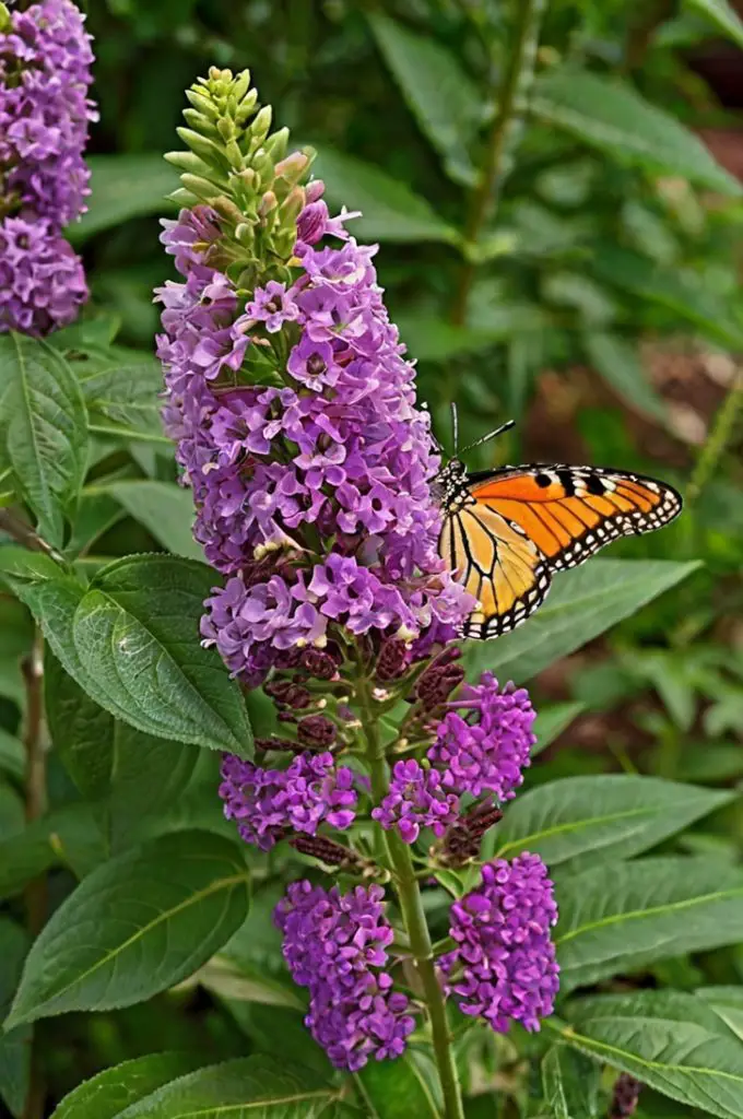 Butterfly Bush (Buddleia)