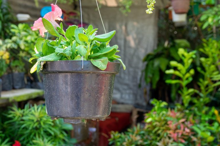 Container Garden Ideas