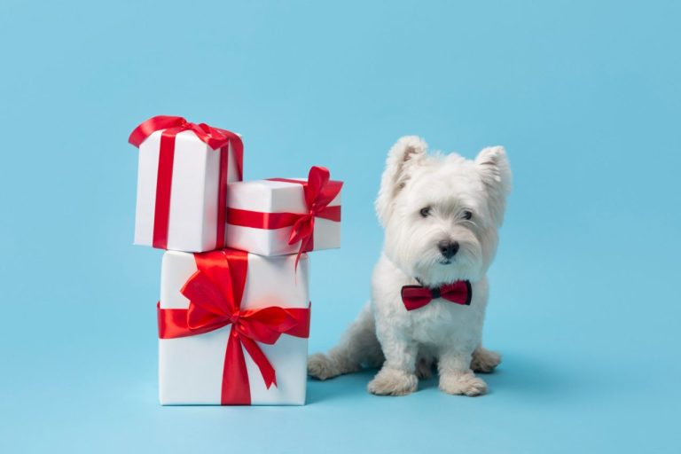 Best Gift Ideas for Puppies