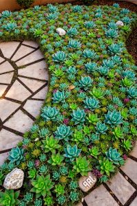 Succulent Ground Cover