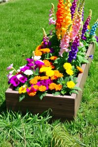 Image Prompt:
Raised bed made with stacked natural stones, overflowing with purple alyssum and white daisies under a blue sky.