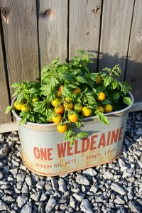 Metal Trough Garden Box