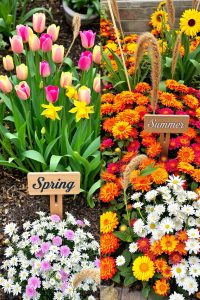 Seasonal Flower Garden