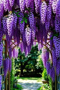 Grow Climbing Plants and Vines