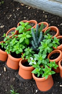 Image Prompt: Half-buried terracotta pots, slightly tilted, forming a curved edge around a herb bed filled with basil, rosemary, and mint.