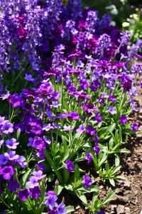 Image prompt: A garden bed filled with only purple flowers, arranged by height, with soft green plants in between.