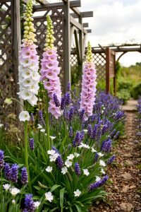 Grow Soft-Colored Flowers