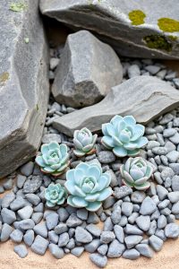 Rock Garden with Succulents