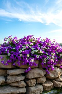 Stone Wall Raised Bed