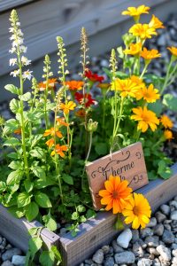 Herb and Flower Mix Garden