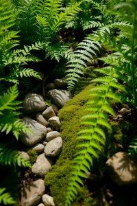 Fern and Moss Garden