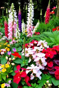 Image prompt: A flower bed full of colorful shade-loving flowers like astilbes, foxgloves, and begonias, surrounded by deep green foliage.