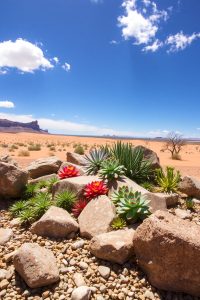 Succulent Rock Garden