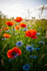 Image Prompt: A rustic garden bench next to a weathered watering can full of blooming flowers.