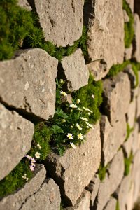 Stone Wall Fence