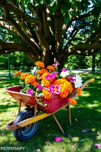 Wheelbarrow Garden Box