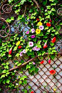 Chain Link Fence with Climbing Plants