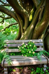 Image prompt: A wooden bench under a tree, surrounded by soft green plants and flowers.
