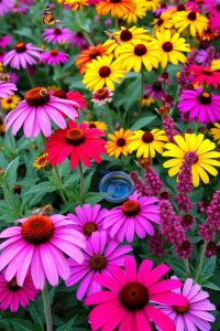 Butterfly and Bee Garden