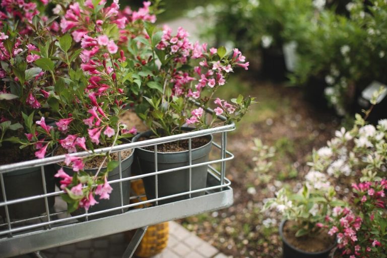 Raised Bed Flower Garden Ideas