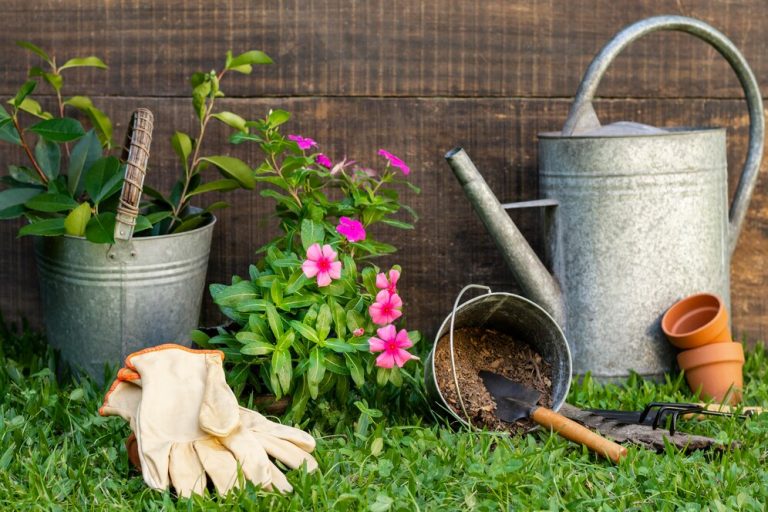 succulent garden ideas