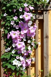 Grow Colorful Climbing Flowers