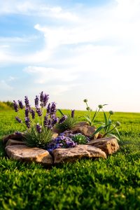 Rock Garden with Drought-Friendly Plants
