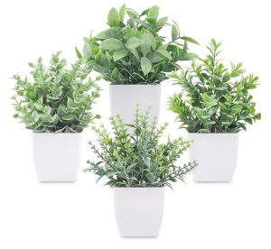 Mini Potted Plants