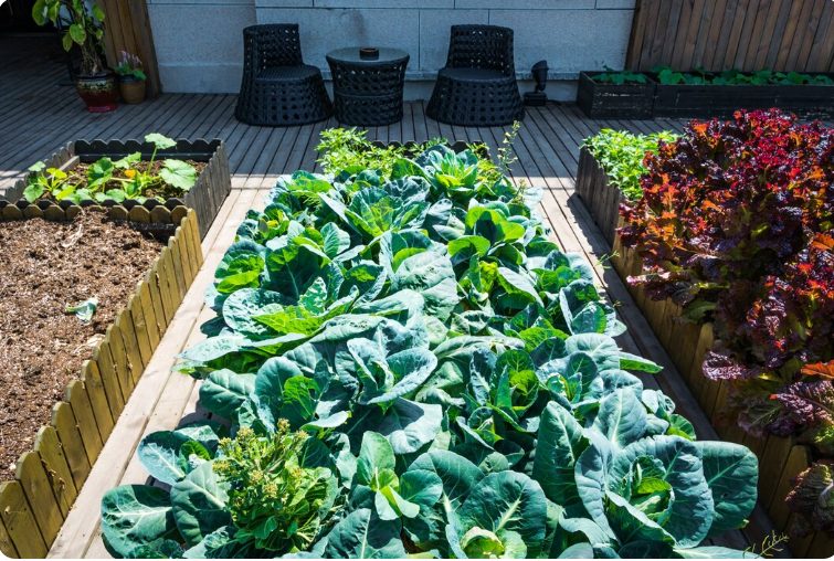 10 Raised Garden Beds Ideas Raised garden beds help gardens grow better. They keep soil rich, protect plants, and make gardening easier. These beds also give your garden a clean and neat look. Some use wood, others use stone, metal, or bricks. Some are simple. Some are fancy. Each design adds something special to your yard. This blog shares ten raised garden bed ideas that work for many homes. Big yards or small patios, each idea helps you grow plants in a better way. 1. Wooden Box Beds Wooden beds are simple and classic. Use pine, cedar, or redwood. These woods last long and look nice. Cut and screw together boards to make a box. Fill it with soil and plant your seeds. Add legs for height or place it right on the ground. Wood blends well with flowers and green plants. You can stain or paint it for color. Image Prompt: A backyard with three cedar wood raised beds in a row, filled with green plants and soil, placed on mulch. 2. Stone Edge Beds Stone beds look strong and natural. Use flat stones or stack bricks to make the sides. They work best on flat ground. These beds last many years. Plants stay warm in stone beds since stone holds heat. Place them near paths or patios for a nice border. Image Prompt: A garden with raised beds made from stacked gray stones, planted with herbs and flowers, with grass and a small stone path around. 3. Galvanized Metal Beds Metal beds give a modern look. Use large galvanized tubs or sheets shaped into a rectangle. These beds resist rust and stay strong for years. They also warm the soil fast, which helps plants grow early. Line them with landscape fabric before adding soil. Image Prompt: A clean garden with silver galvanized metal raised beds, each full of vegetables and small garden tools nearby. 4. Tiered Garden Beds Tiered beds go up like steps. Use wood or bricks to build each level higher than the last. This helps you plant in layers. Put small plants on top and larger ones below. Tiered beds work well on slopes. They save space and add beauty. Image Prompt: A corner garden with three levels of wooden raised beds shaped like stairs, planted with herbs, flowers, and lettuce. 5. Keyhole Raised Beds Keyhole beds have a round or square shape with a path to the center. The middle holds compost that feeds the soil. These beds come from dry countries, but they work anywhere. They keep soil rich and give you easy access to every part of the bed. Image Prompt: A circular raised bed with a small path leading to the center compost basket, surrounded by green leafy plants. 6. U-Shaped Garden Beds U-shaped beds let you stand in the middle and reach all sides. This shape fits well in square spaces. Use wood or metal to build the sides. This setup helps people with limited movement. You don’t need to walk around. Image Prompt: A backyard with a large U-shaped raised bed made of wooden boards, planted with tomatoes, lettuce, and peppers. 7. Concrete Block Beds Concrete blocks work like LEGO for the garden. Stack them to form a square or rectangle. You can also plant small herbs in the holes. These beds are strong and do not rot. They also help hold soil in wet weather. Image Prompt: A garden with square concrete block raised beds, filled with dark soil, with small herbs growing in the block holes. 8. Raised Beds with Trellis Add a trellis to grow tall plants like peas, beans, or cucumbers. Attach the trellis to the back of a wooden or metal raised bed. This setup saves space and keeps plants off the ground. Pick a sunny spot for better growth. Image Prompt: A wood raised bed with a tall green trellis on one side, growing climbing beans and flowers, placed near a fence. 9. Small Balcony Beds You can grow plants on a balcony too. Use raised planter boxes or bins with legs. These beds should be light and easy to move. Add wheels to roll them for sun. Herbs and small vegetables grow well in these beds. Image Prompt: A city balcony with two small raised planter boxes on wheels, filled with herbs and cherry tomatoes, with a watering can nearby. 10. Kids’ Raised Garden Beds Make garden beds fun for kids. Build short, safe beds from wood. Paint the sides with bright colors. Let children plant flowers, carrots, or strawberries. Gardening helps kids learn and enjoy the outdoors. Image Prompt: A small colorful raised bed made of wood, painted blue and green, with young plants growing, toy tools nearby, and kids playing. FAQs What size is best for a raised garden bed?Most beds are 4 feet wide. This makes it easy to reach from both sides. Length can be any size. How deep should the bed be?Most raised beds are 8 to 12 inches deep. Some need more depth for root vegetables. Can I place a raised bed on concrete?Yes. Use deep beds and make sure they drain well. Do I need to line the inside?Yes. Line it with landscape fabric or plastic with holes. This keeps soil in and blocks weeds. What kind of soil works best?Use a mix of topsoil, compost, and sand. The soil should drain well but keep moisture. Conclusion Raised garden beds give you control. Soil stays rich. Weeds stay low. Plants grow strong. Every yard, big or small, can use raised beds. Each idea in this list brings something useful. Some save space. Some add beauty. Some are fun for kids. All help your garden grow better. Pick one that fits your space. Try it this season. Watch your garden come alive.