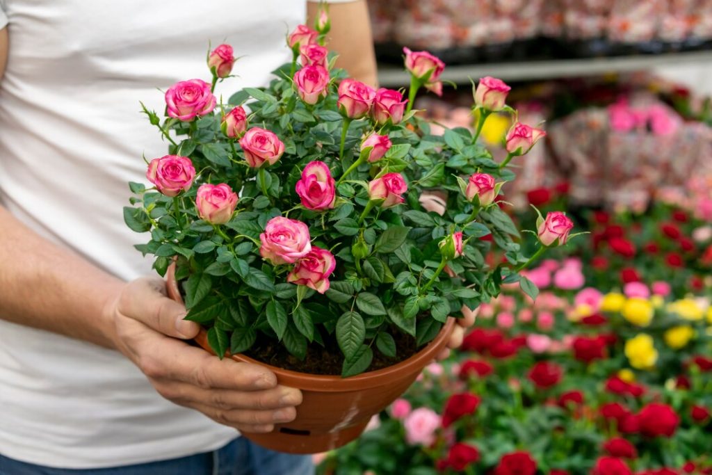 Rose Garden Ideas