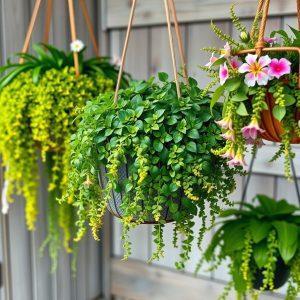 Hanging Basket Planters