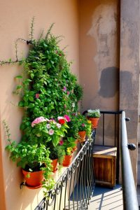 Vertical Plant Wall