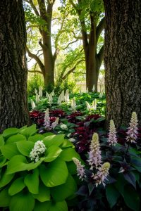 Image Prompt: Shady garden corner with large green hostas, purple heuchera, and soft pink astilbe under tall trees.