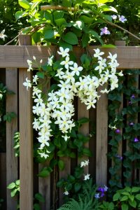 Use Vertical Space with Trellises