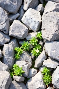 Grow a Perennial Rock Garden