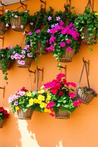 Grow Plants in Hanging Baskets