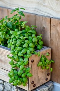 Raised Planter Box