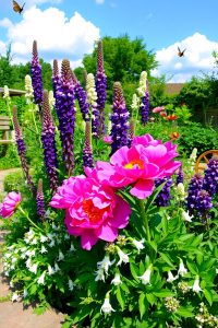 Design a Cottage-Style Garden