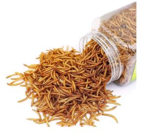 Dried Mealworms Pet Worms Food for Hamster