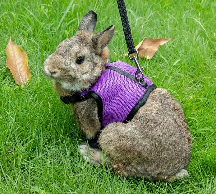 Best Adjustable Soft Harness for Small Pets