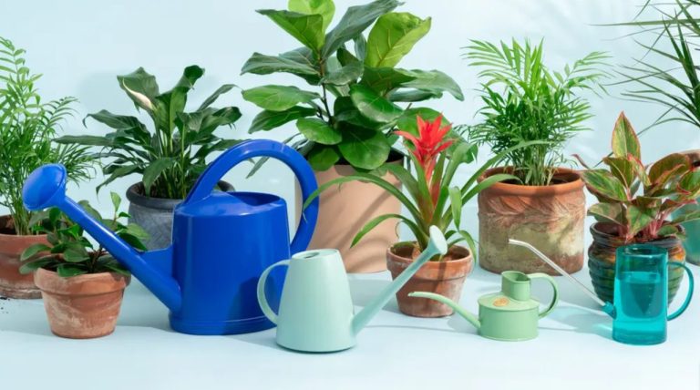 Top 5 Best Watering Can For Outdoor Plants for 2026 – Expert Approved