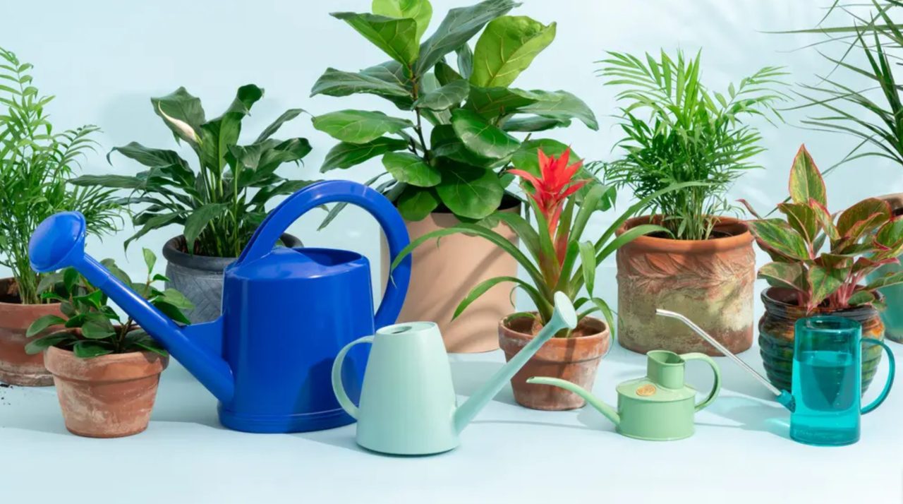 Top 5 Best Watering Can For Outdoor Plants for 2026 – Expert Approved