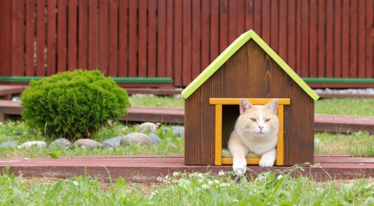 Top 5 Best Waterproof Outdoor Cat House for Winter 2026 – Expert Picks